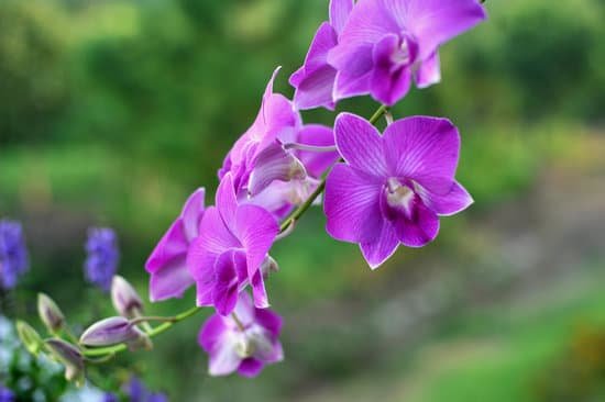 canva orchid flowers in nature MAEMtDu0C4Q