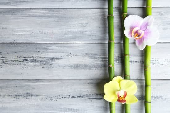 canva orchid flowers on bamboo sticks copy space MAD MKraG o