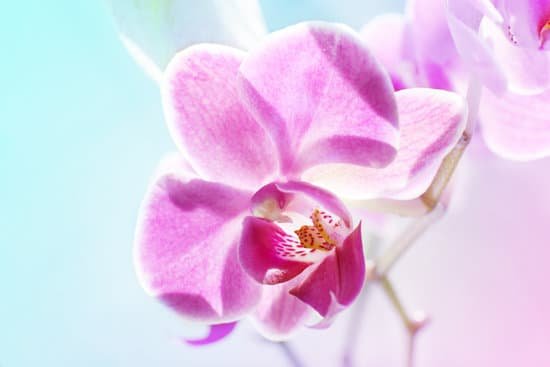 canva orchid flowers on blurred background MAD QwH0ymw