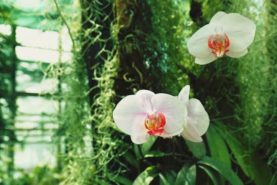 canva orchid flowers on blurred nature background MAD Q5VADPM