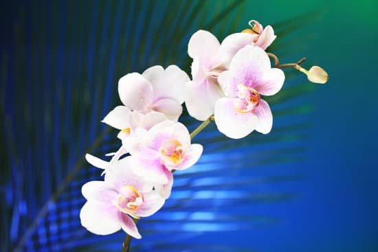 canva orchid flowers on dark colorful background MAD MBDHLEA