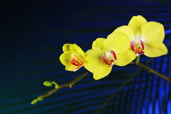 canva orchid flowers on dark colorful background MAD MGulSHo