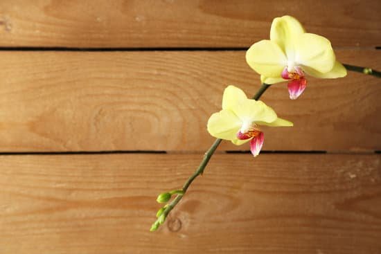 canva orchid flowers on wooden background MAD MEIHgYk