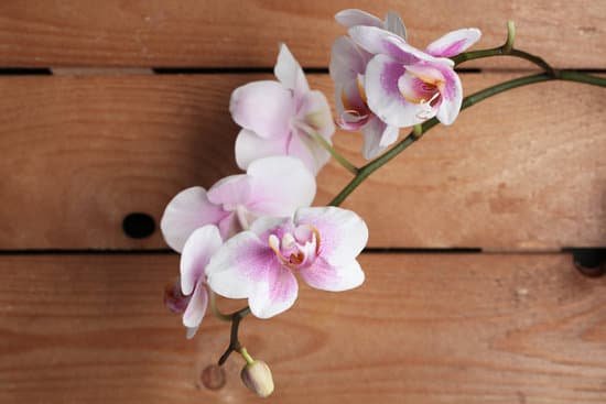 canva orchid flowers on wooden background MAD MIwPw M