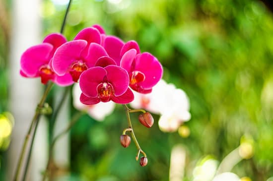 canva orchid in a garden MAEPy0bGMlE