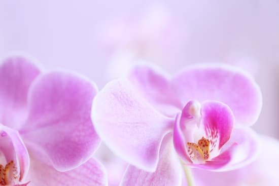 canva orchid on light background MAD