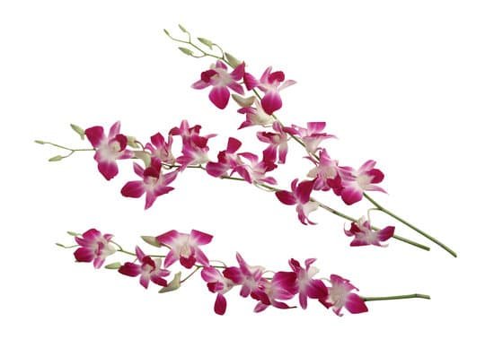 canva orchids MAC77QRpHpo