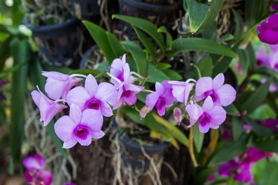 canva orchids MADB 0JMcDE