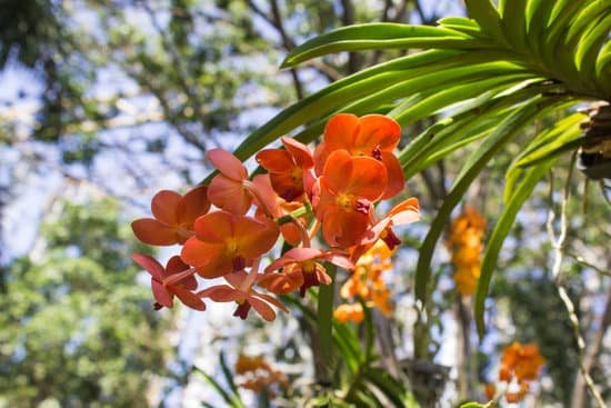 canva orchids MADB 2iRtZE