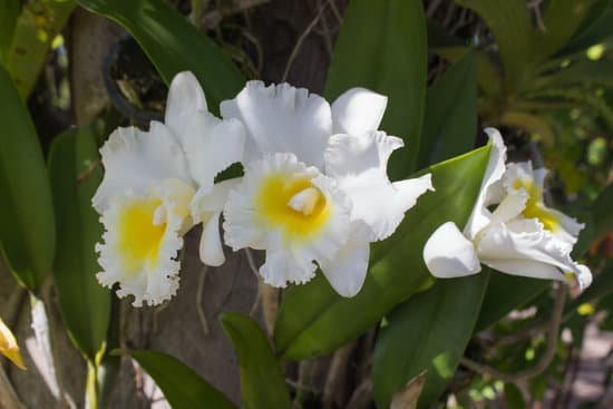 canva orchids MADB y2PCGM