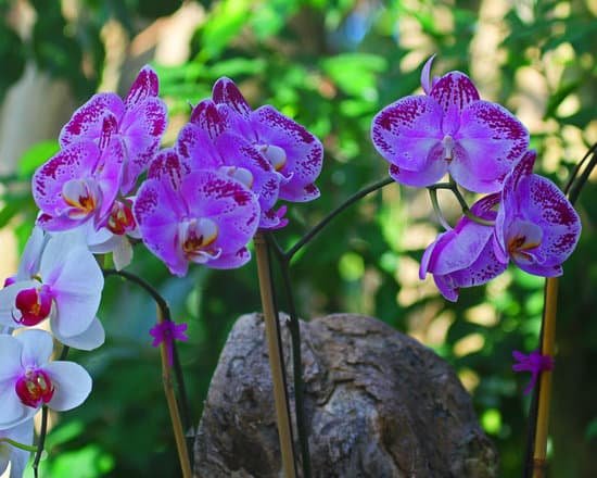 canva orchids MADB10X0R 4