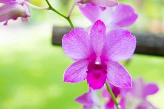 canva orchids MADBU uZ9qQ