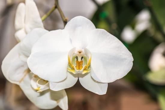 canva orchids MADBe0vG0AI