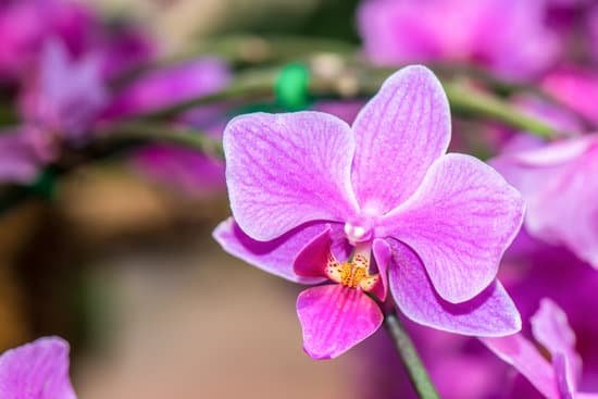 canva orchids