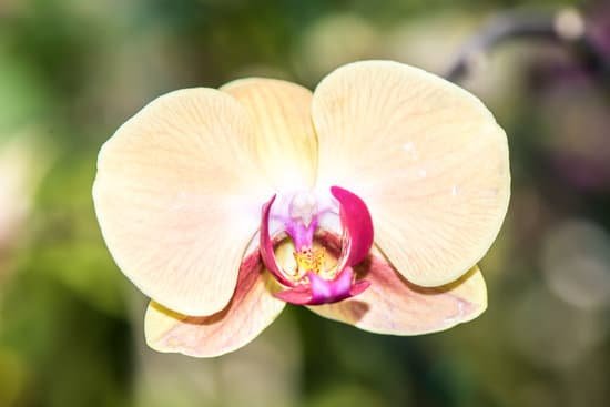 canva orchids MADBfPHGUXk