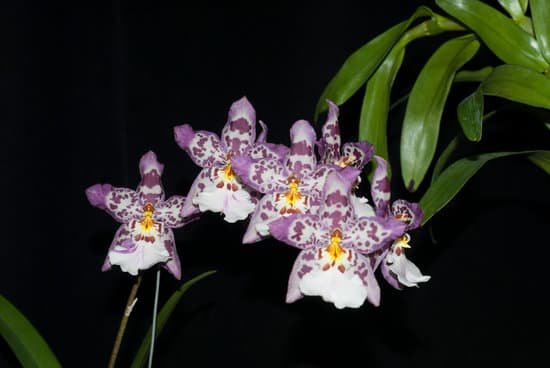 canva orchids MADBlS55adI