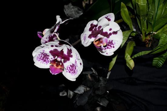 canva orchids MADBlW5Wc9g