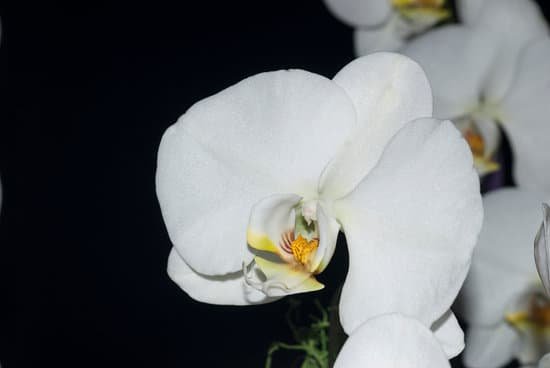 canva orchids MADBlXJeKiU