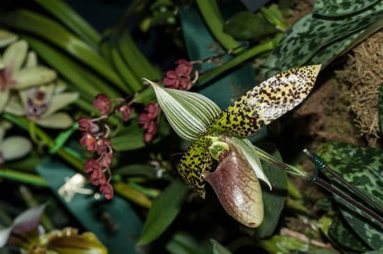 canva orchids MADBlZ59SXU