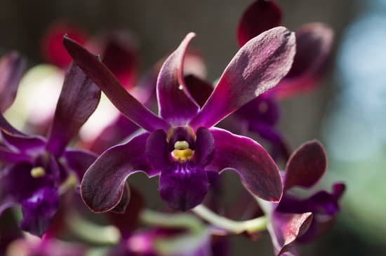 canva orchids MADBvSl0ldA