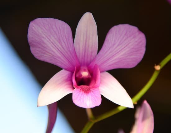 canva orchids MADCRLQ8uGY