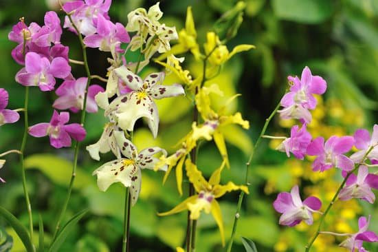 canva orchids MAEE89RsI3Q