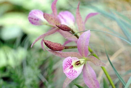 canva orchids MAEEVCtr6B0