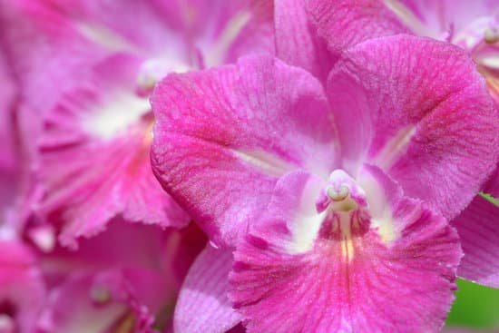 canva orchids MAEErYvbwgc