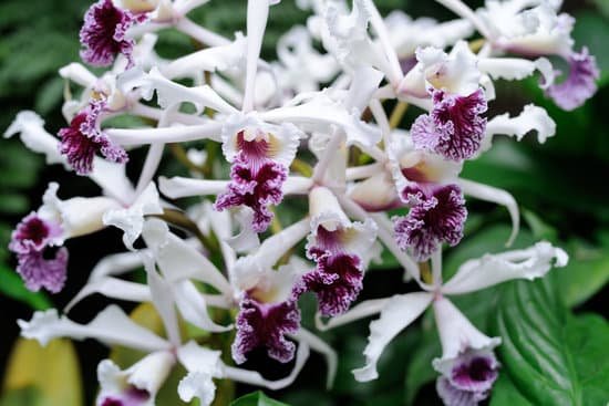 canva orchids MAEErquACDc