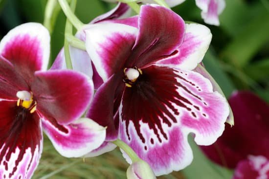 canva orchids MAEEstkgWEA