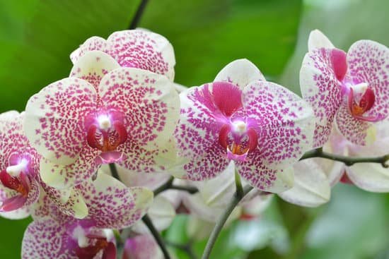 canva orchids MAEFhjE5RpM