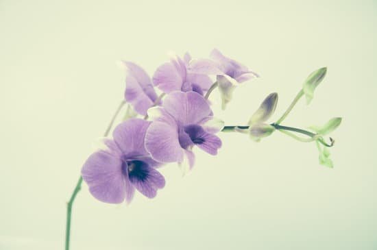 canva orchids MAEJkTZKrPQ