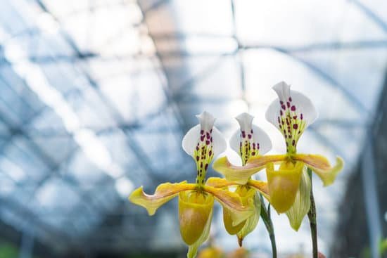 canva orchids in a greenhouse