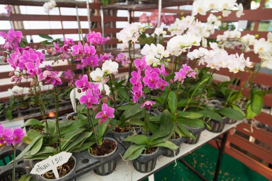 canva orchids in pots MAESawRkXi8