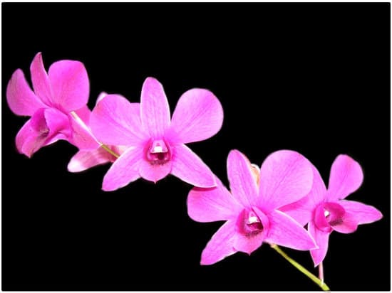 canva orchids on a black background