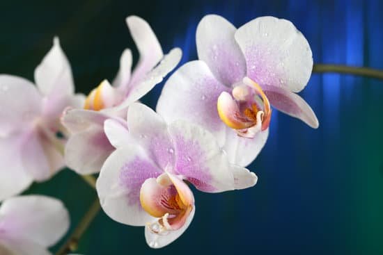 canva orchids on dark background MAD MIlGlA8