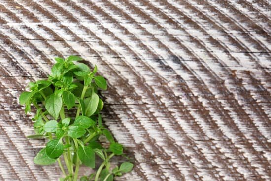 canva oregano leaves on a wooden table MAD9TzpS0R0