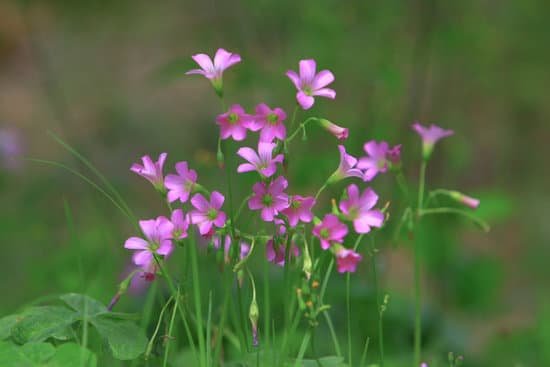 canva oxalis violacea perennial plant of flower bed