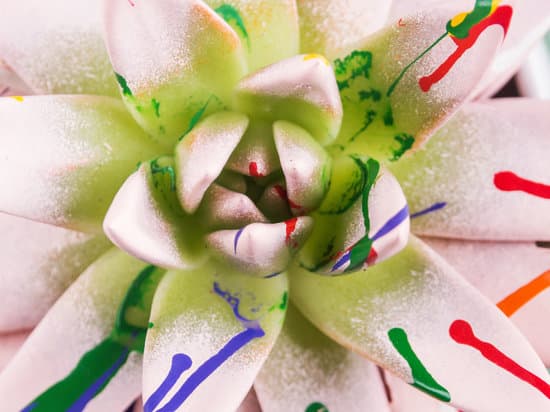 canva painted succulent macro detail MAEPXZ9VRZo