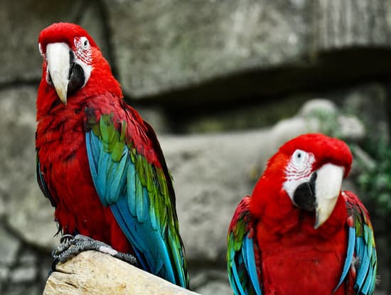 canva pair of parrots MAEQdmb2SM8