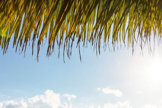 canva palm tree