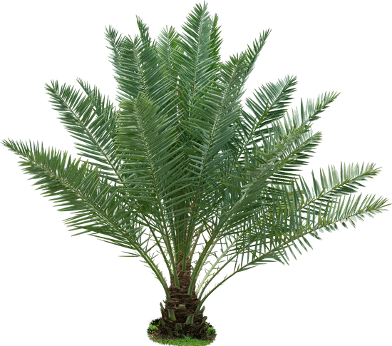 canva palm tree MABV8tQ9JOc