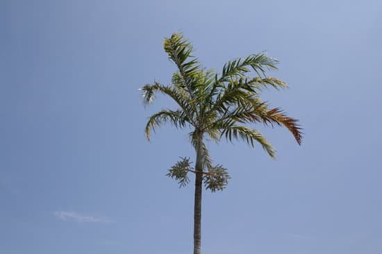 canva palm tree MAC5ykbkhZ8