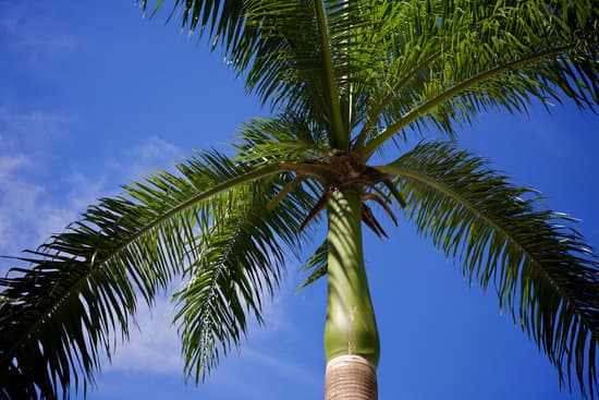 canva palm tree MAC6TVtFMdI