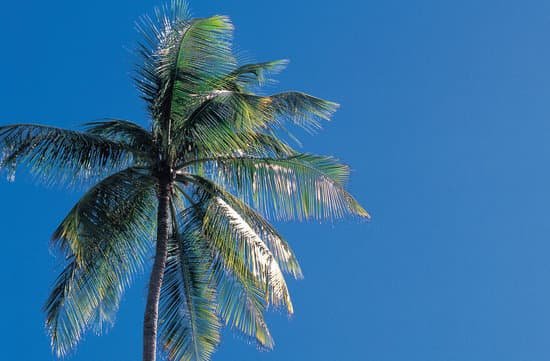 canva palm tree