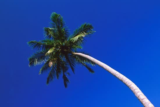 canva palm tree MAC77FQkUUU