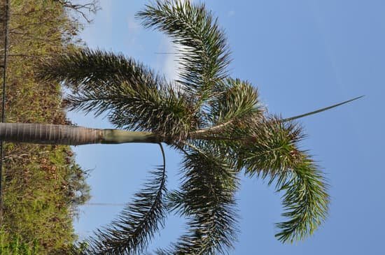 canva palm tree MAC7HalXHhI