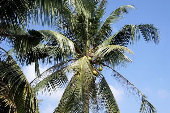 canva palm tree MAC8lAbb5YQ