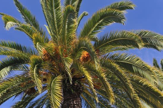 canva palm tree MAC 3Mbblzk