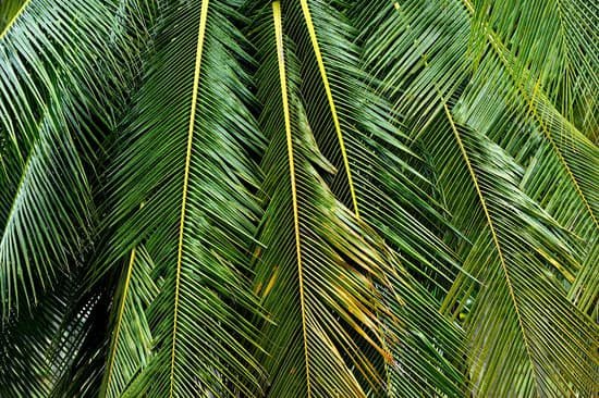 canva palm tree